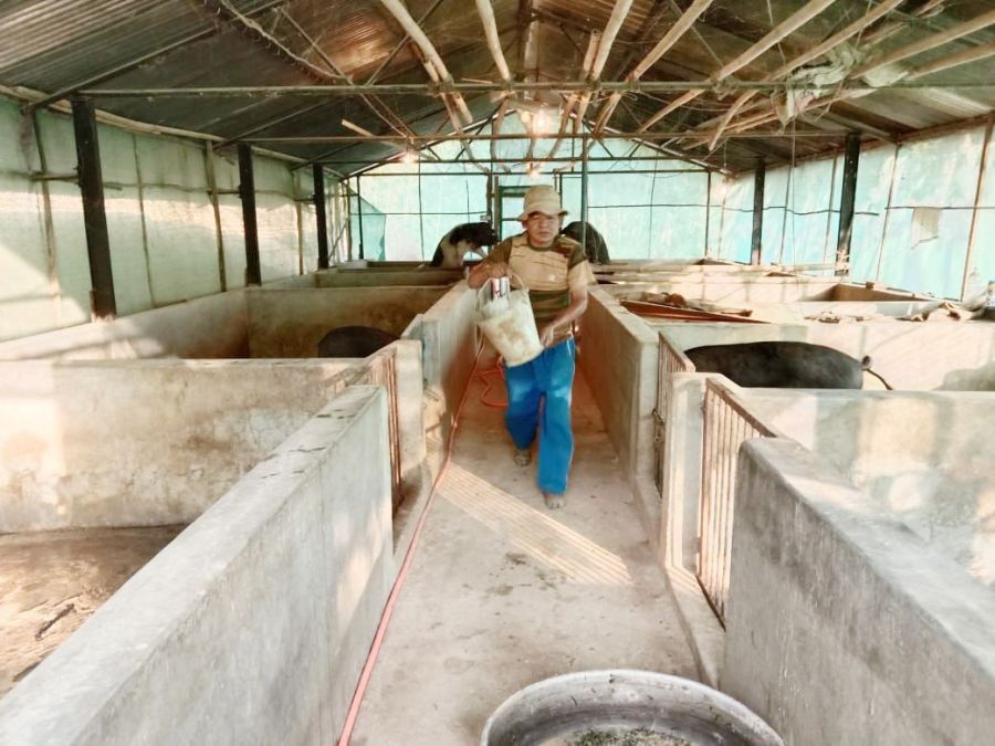 Pig farmer in Mokokchung Pig Breeding Centre in Satier sector, Aliba village.